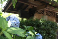 2014紫陽花その４