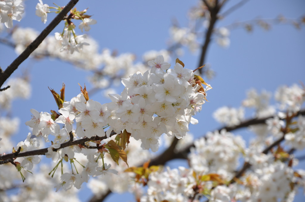 SAKURA