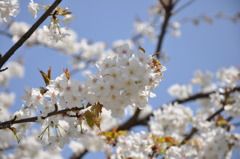 SAKURA