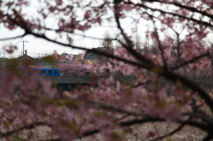 河津桜と鉄