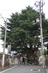 ヒマラヤ杉