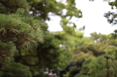 境内の松
