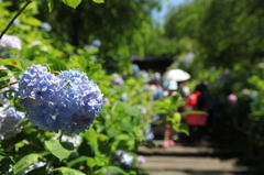 2014紫陽花その３