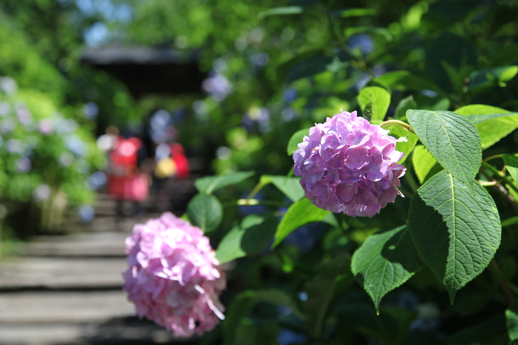 2014紫陽花