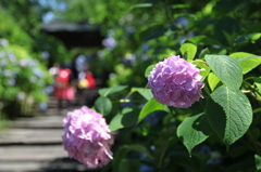 2014紫陽花