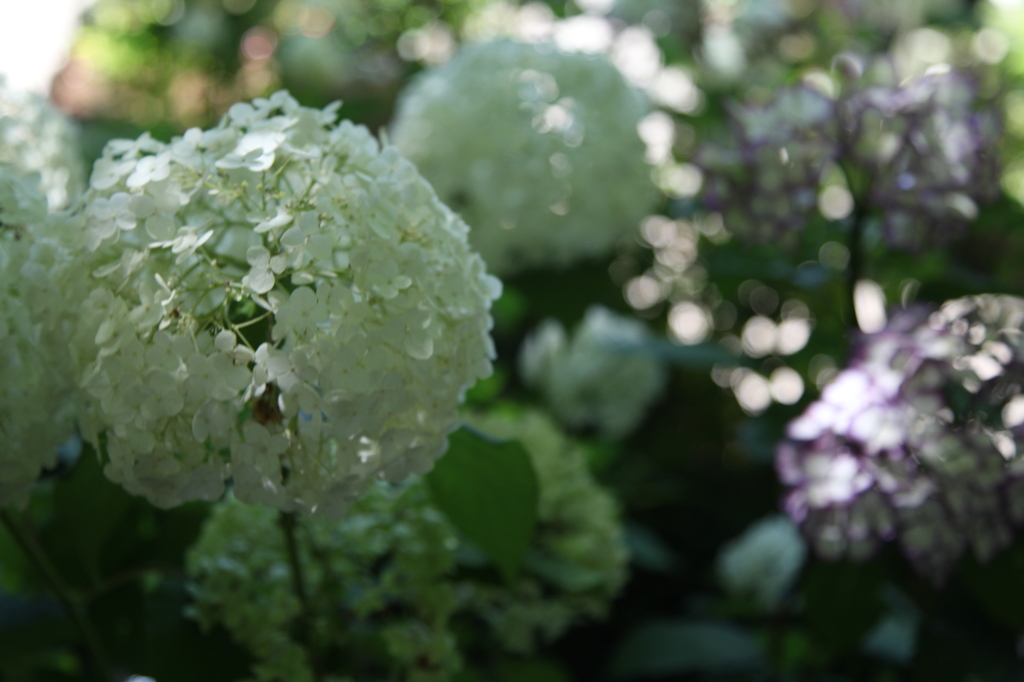 2014紫陽花その２