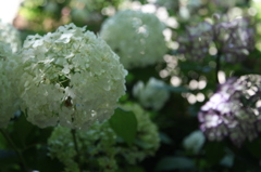 2014紫陽花その２