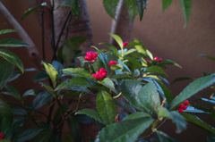 SDIM0039