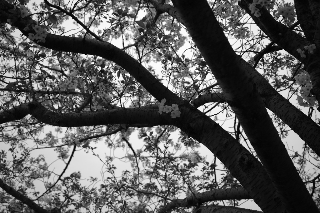 SDIM0088