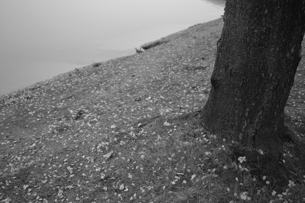 SDIM0084
