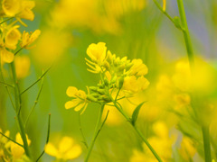 菜の花001