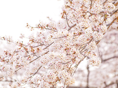 桜002