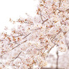 桜002