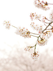 桜003