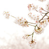 桜003