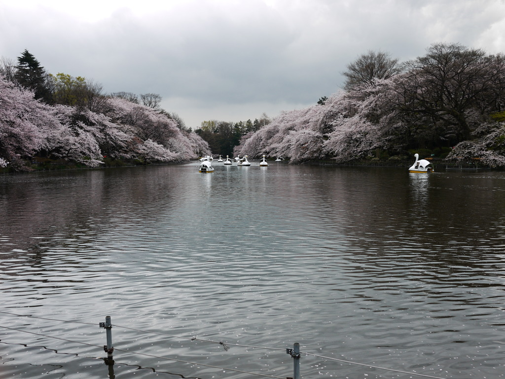花曇り