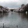 花曇り