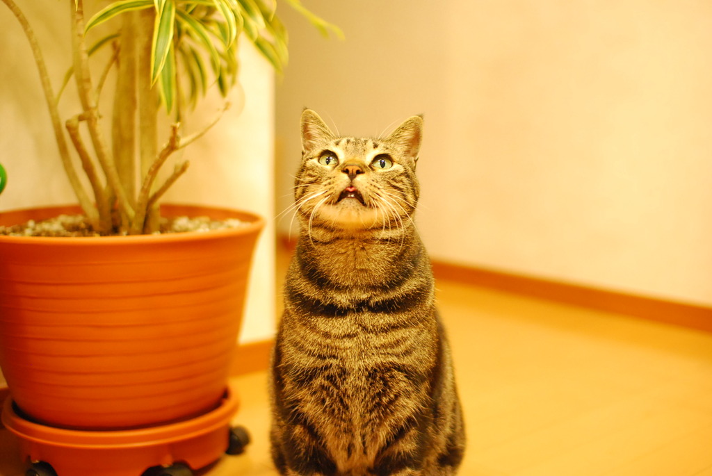 上昇志向