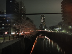 目黒川の夜桜