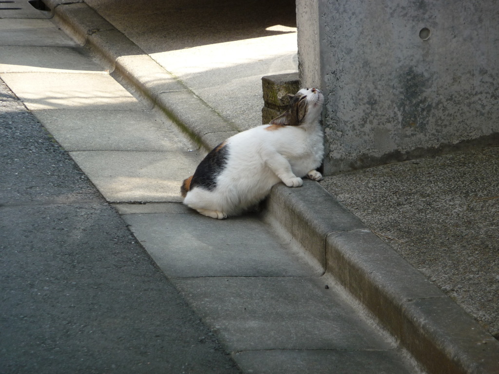 気持ちいい猫