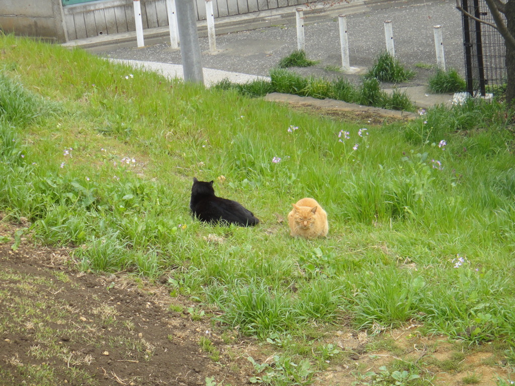 猫