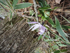 珍しい花らしい