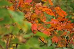 紅葉