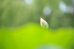 蕾