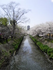 桜　海老川 ３