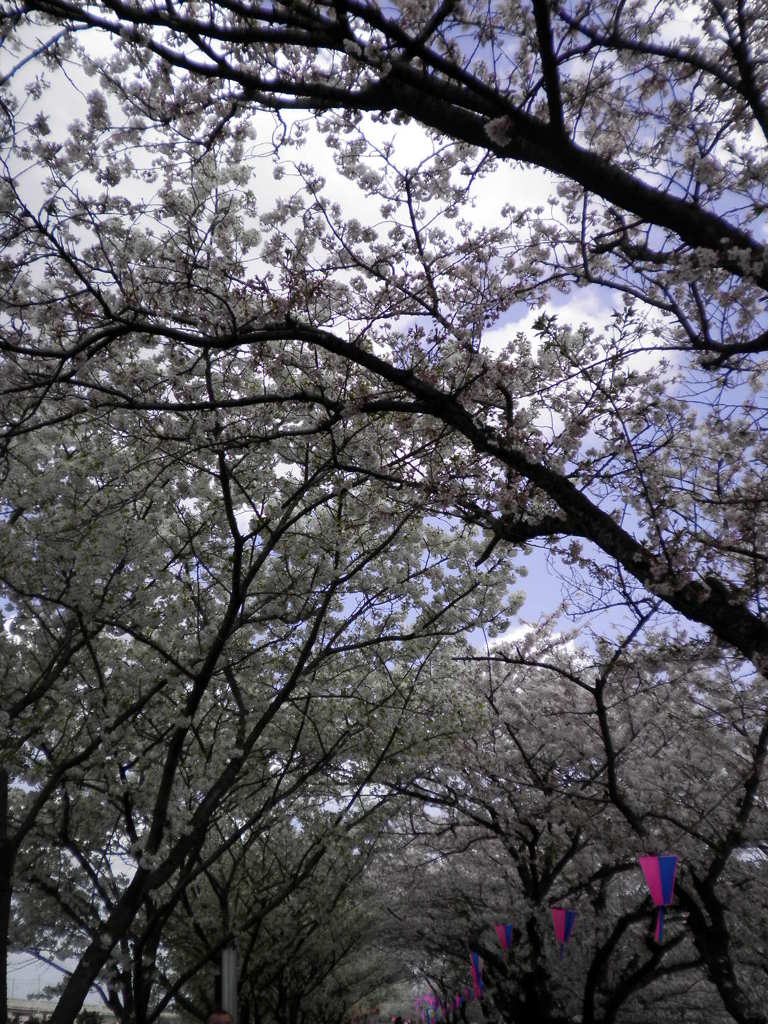 桜ﾄﾝﾈﾙ
