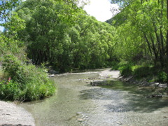 新緑と川