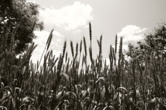 5月の麦畑
