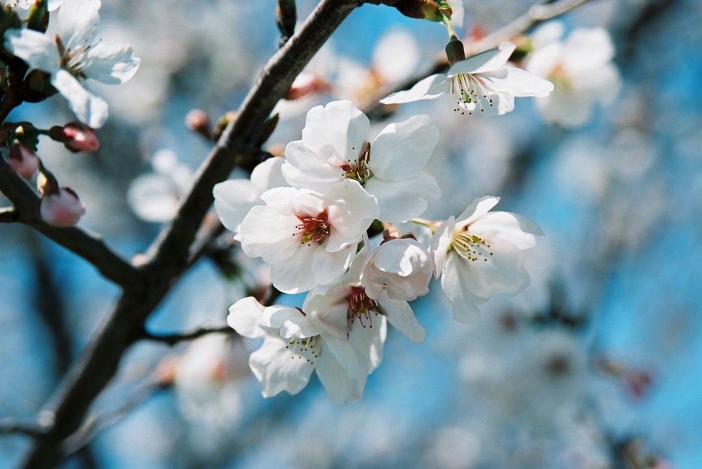 桜