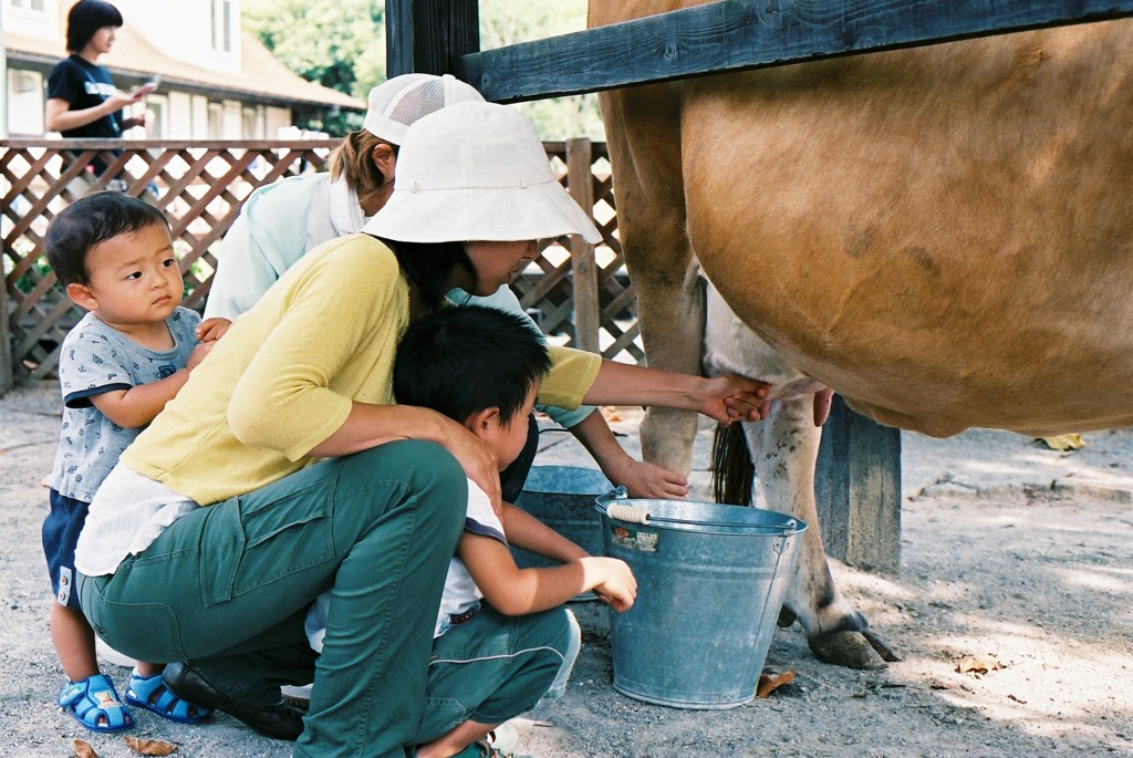 初めての乳搾り