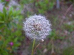綿毛