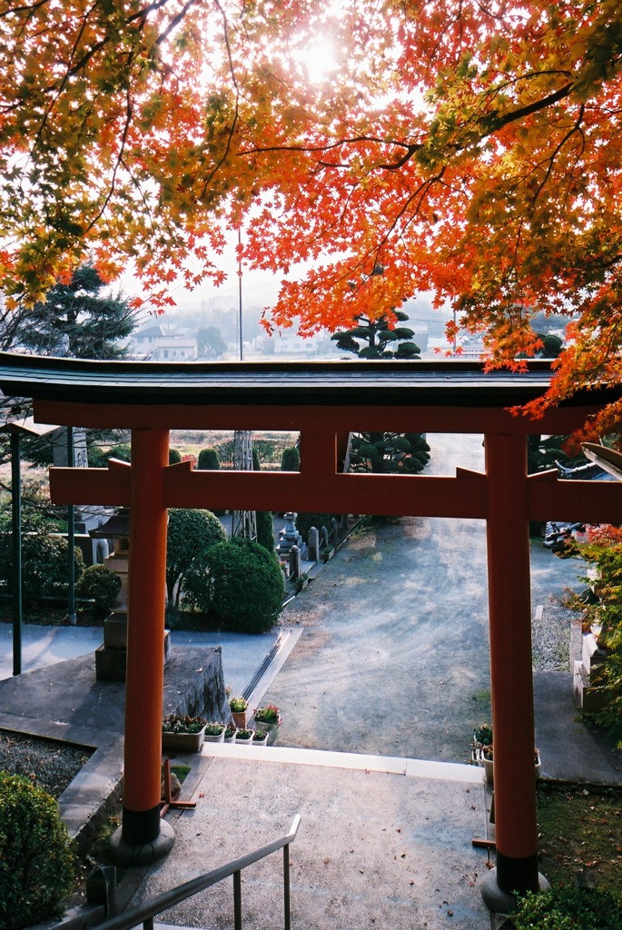 朱鳥居と紅葉