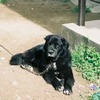 くろべ2011春