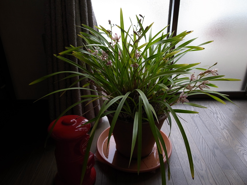 花のお便り