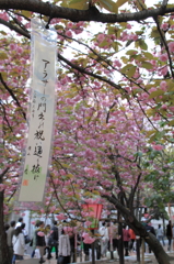 桜の通り抜け-14