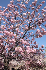 桜の通り抜け-3