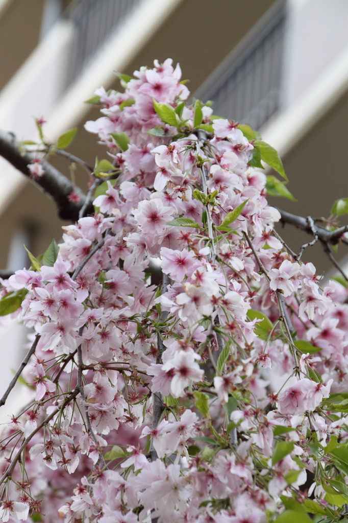桜の通り抜け-6