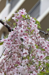 桜の通り抜け-6