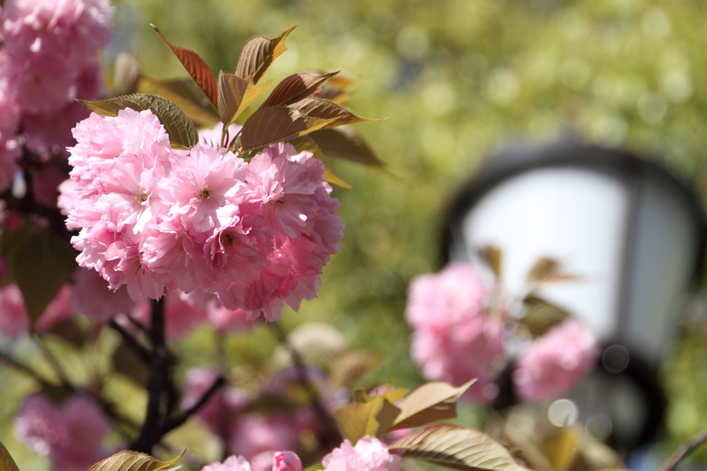 桜の通り抜け-5
