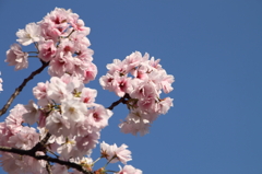 桜の通り抜け-18