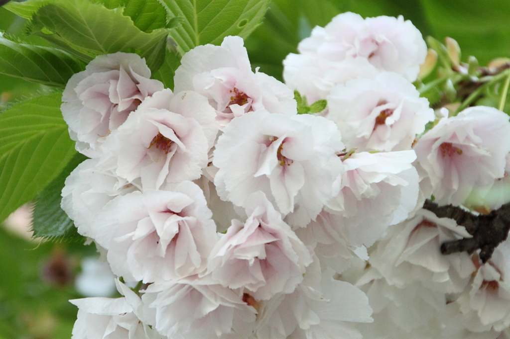 桜の通り抜け-7