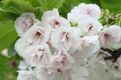 桜の通り抜け-7