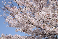 満開の桜