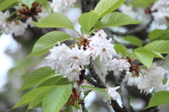 桜の通り抜け-11