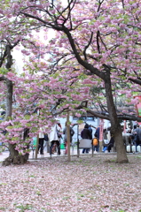 桜の通り抜け-13