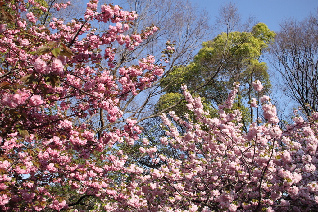 桜の通り抜け-9